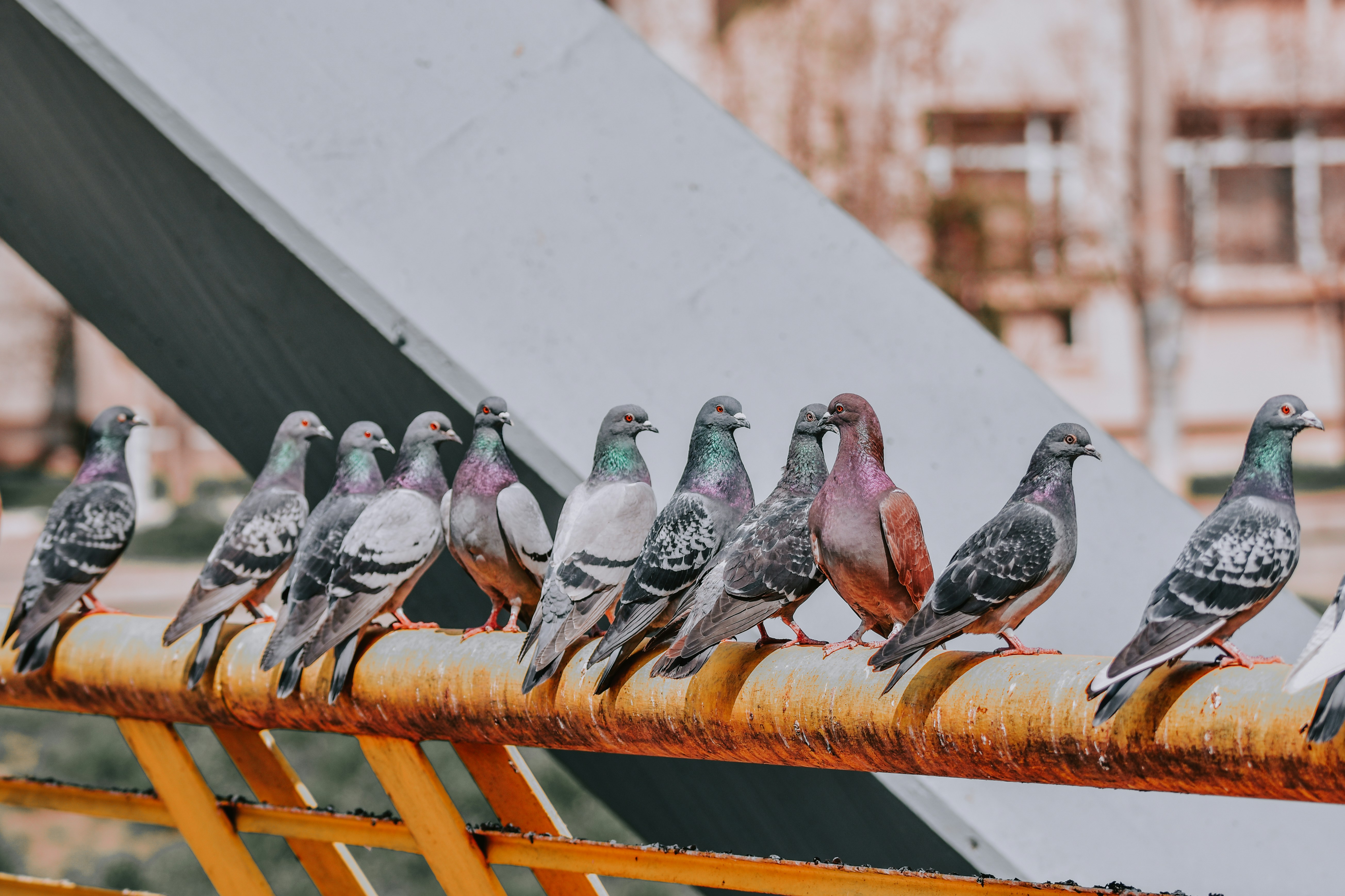 A row of pigeons perched along a railing outside a building